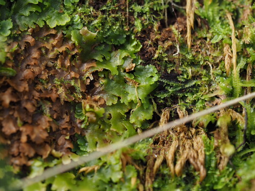 Fuscocephaloziopsis connivens observed 2025-12-07