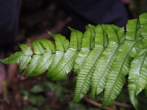 Menisciopsis cyatheoides observed 2025-12-07