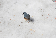 Sitta europaea