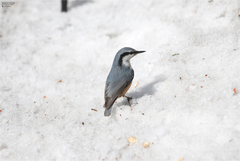 Sitta europaea