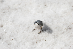 Sitta europaea