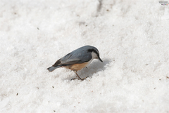 Sitta europaea