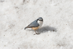 Sitta europaea