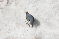 Sitta europaea