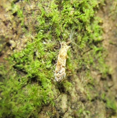 Trachypepla protochlora