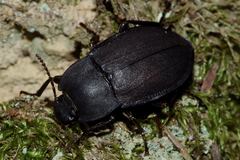 Mimopeus opaculus