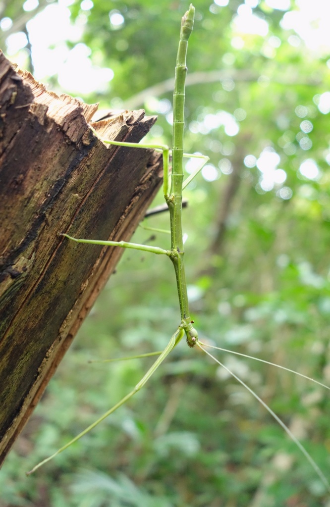 Similar Walkingstick