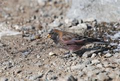 Leucosticte arctoa