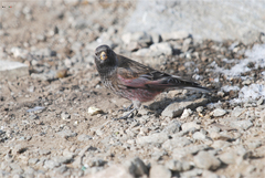 Leucosticte arctoa