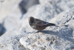 Leucosticte arctoa