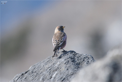 Leucosticte arctoa