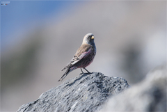 Leucosticte arctoa
