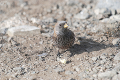Leucosticte arctoa