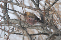 Leucosticte arctoa