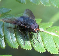 Calliphoroides antennatis