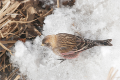 Leucosticte arctoa