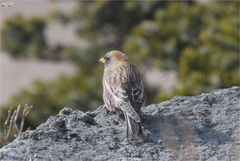 Leucosticte arctoa