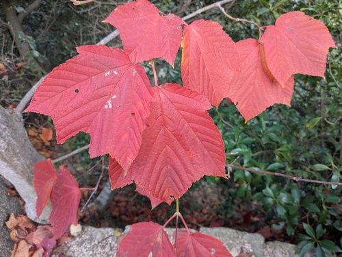 Honshū Maple (Acer rufinerve)