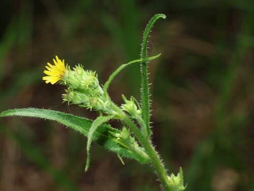 Ox-tongue (Picris burbidgeae)