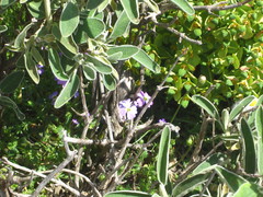 Malcolmia maritima