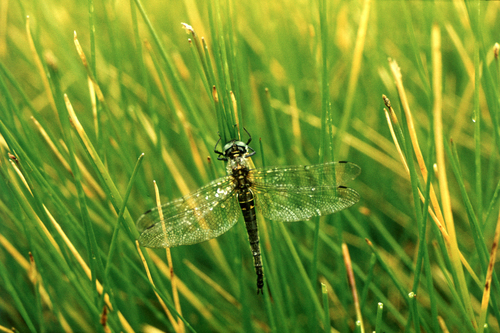 Kamchatka Spikerush (Eleocharis kamtschatica)