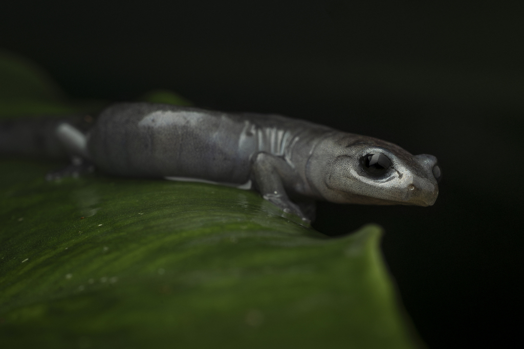 Guatemalan Black Salamander