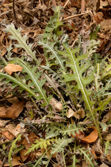 Cirsium arizonicum