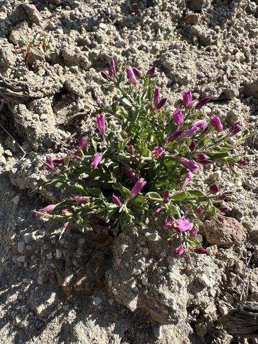 spiny milkwort (Rhinotropis subspinosa)