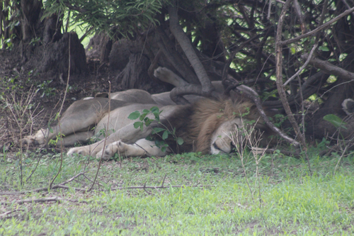 Southern Lion