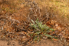 Cirsium arizonicum