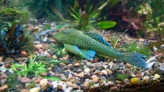 Green Phantom Pleco photo 2