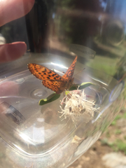 Boloria epithore