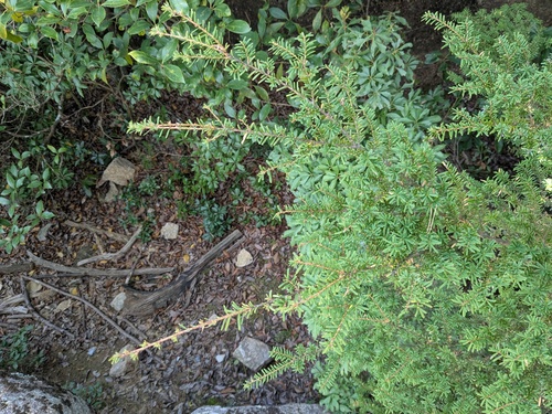 Tsuga sieboldii, photograph 3
