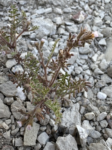 Sticky phacelia (Phacelia glandulifera)