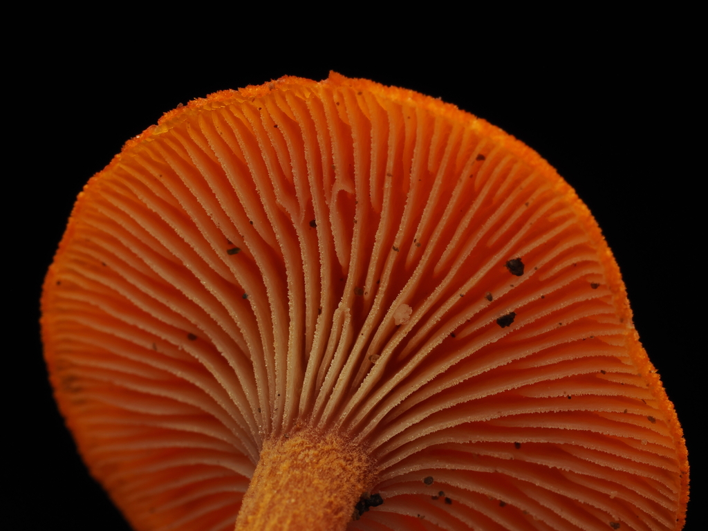 Lactocollybia aurantiaca · November 2025 · photo: © alan_rockefeller (iNaturalist, cc-by-sa)