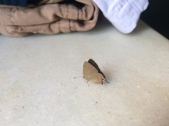 Arzecla tucumanensis