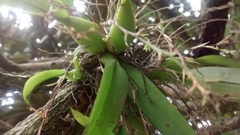 Leochilus oncidioides