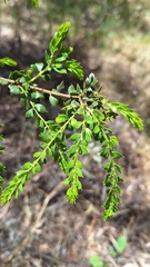 Gold Dust Wattle (Acacia acinacea)
