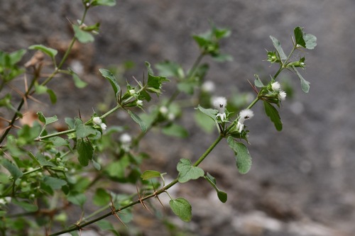 Shrubby horehound (Acanthoprasium frutescens)