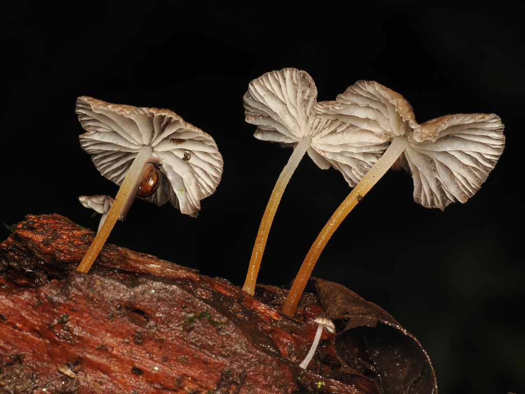 Pseudohiatula irrorata · November 2025 · photo: © alan_rockefeller (iNaturalist, cc-by-sa)