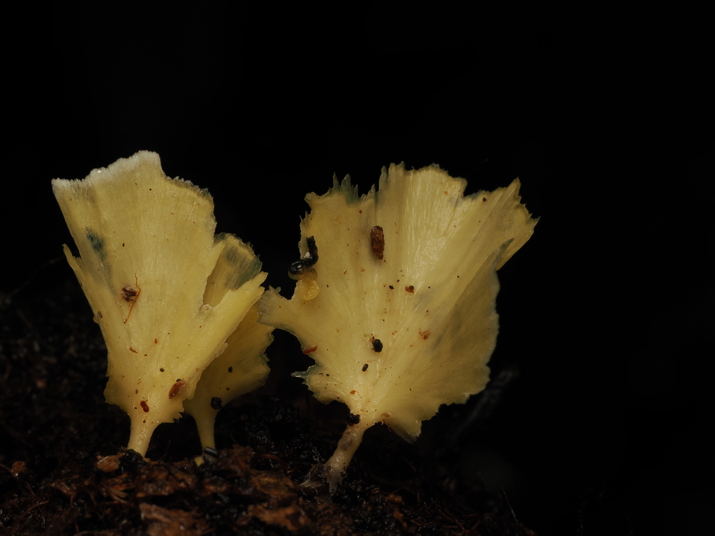 Cotylidia aurantiaca · November 2025 · photo: © alan_rockefeller (iNaturalist, cc-by-sa)