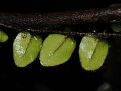 Microgramma tecta, photograph (c) Alan Rockefeller, some rights reserved (CC BY)