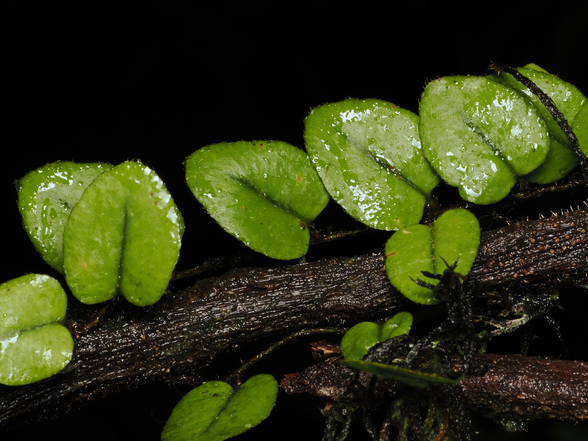 Microgramma tecta