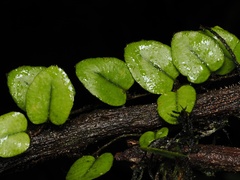 Microgramma tecta