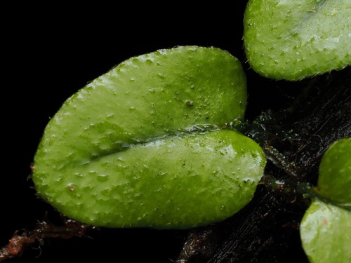Microgramma tecta, photograph 2