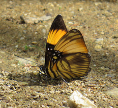 Adelpha melanthe