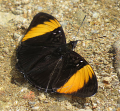 Adelpha melanthe