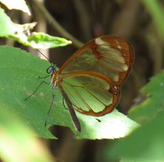 Greta morgane morgane