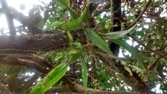 Leochilus oncidioides