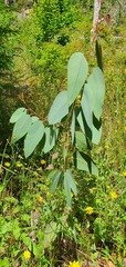 Eucalyptus delegatensis